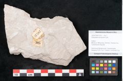 Foto (Objekt + Etikett) von Dictyopteris brongniarti Gutb. (NHMW-GEO-2024-0188-10762)